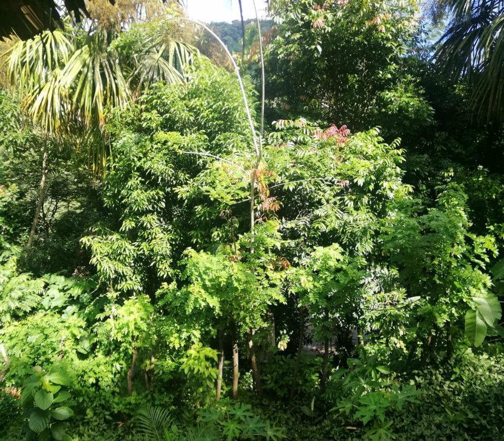Eco Hostal Monolandia Эль-Саино Экстерьер фото